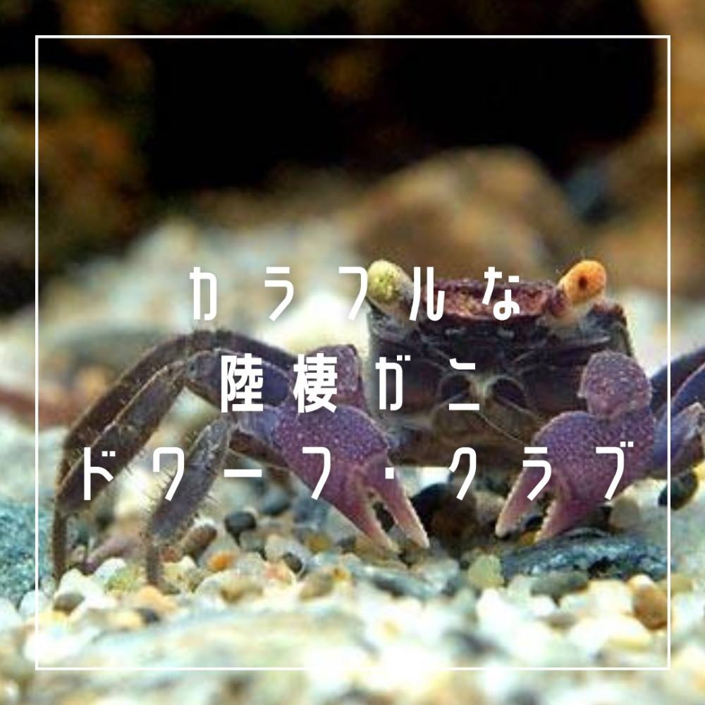 カラフルな陸棲カニ ドワーフクラブ カニ解説 Aqualassic