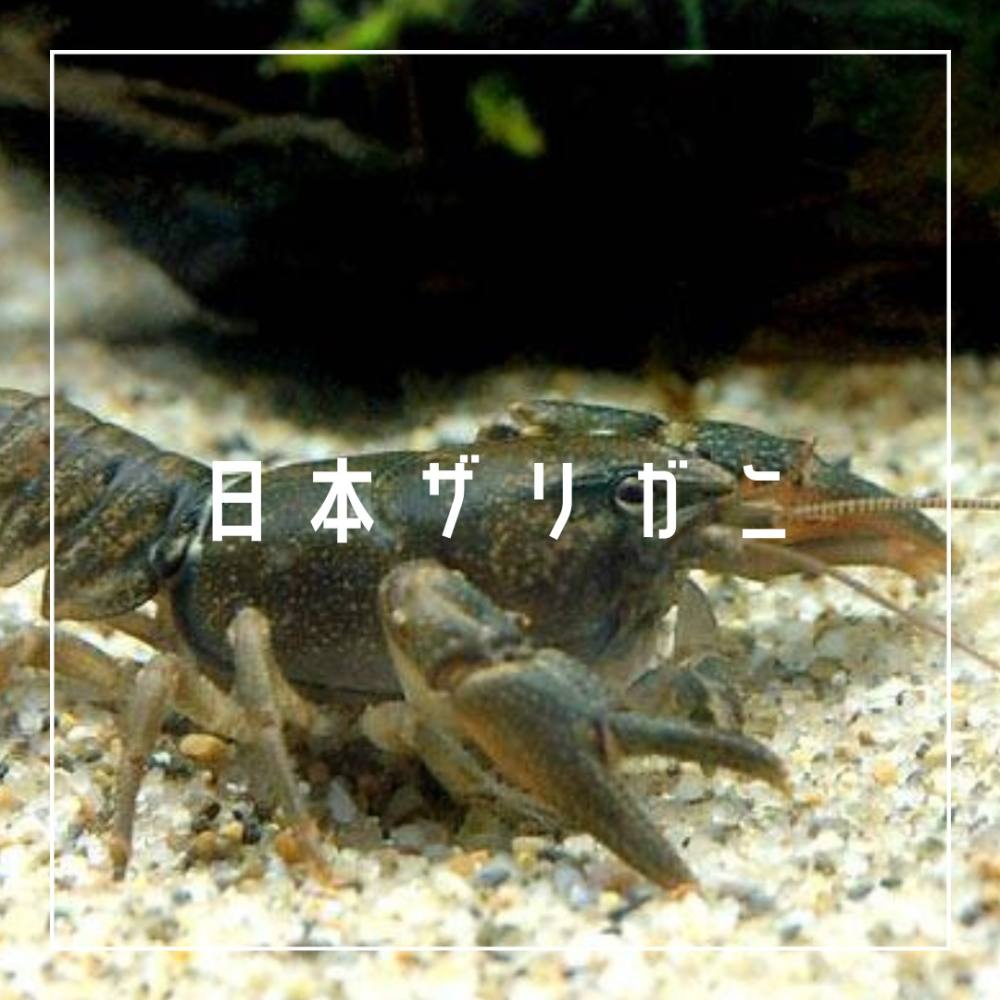 日本ザリガニの厳しさ エビ解説 Aqualassic