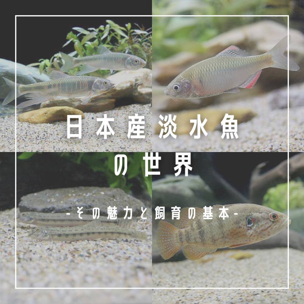アカメ 完全淡水飼育 熱帯魚 大型魚 日淡魚 - 大阪府のその他